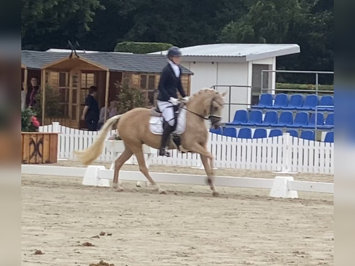 Poney de selle allemand Jument 5 Ans 147 cm Palomino in Achim