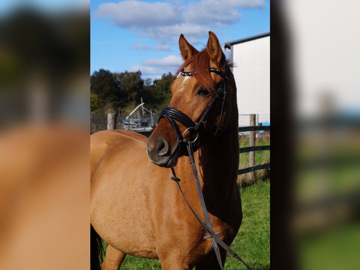 Poney de selle allemand Jument 5 Ans 148 cm Alezan in Lastrup