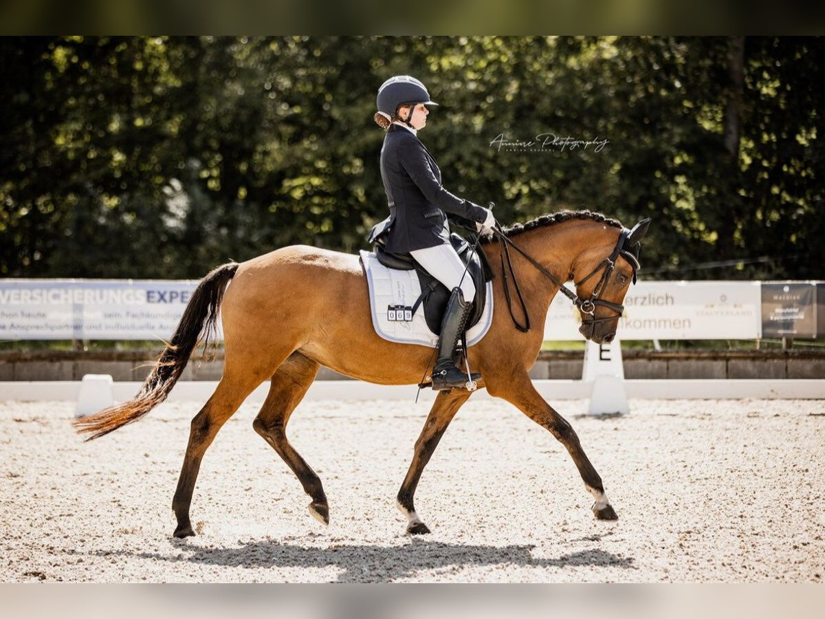 Poney de selle allemand Jument 5 Ans 148 cm Isabelle in Freiburg im Breisgau