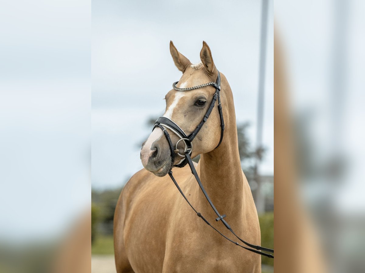 Poney de selle allemand Jument 5 Ans 150 cm Palomino in Gomadingen