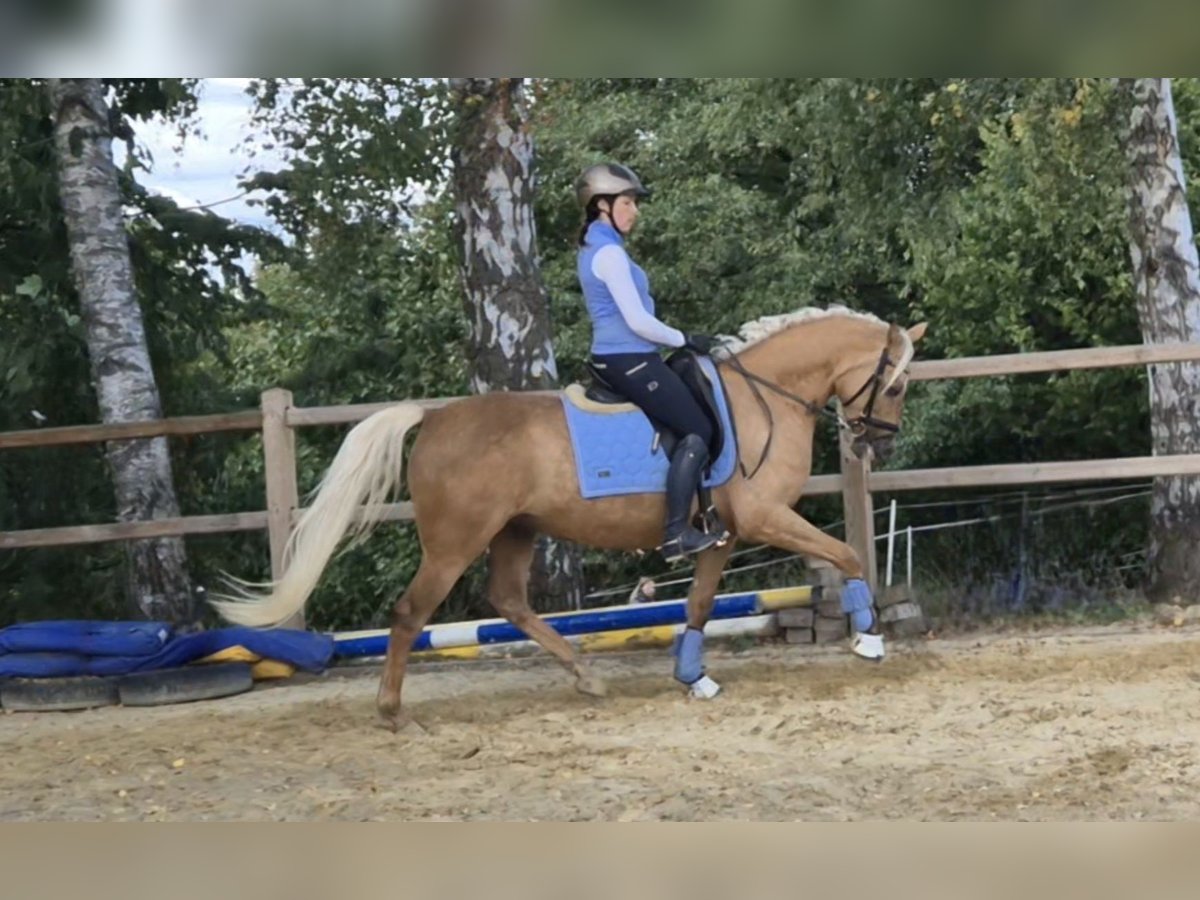 Poney de selle allemand Jument 5 Ans 152 cm Palomino in Uslar/F&#xFC;rstenhagen