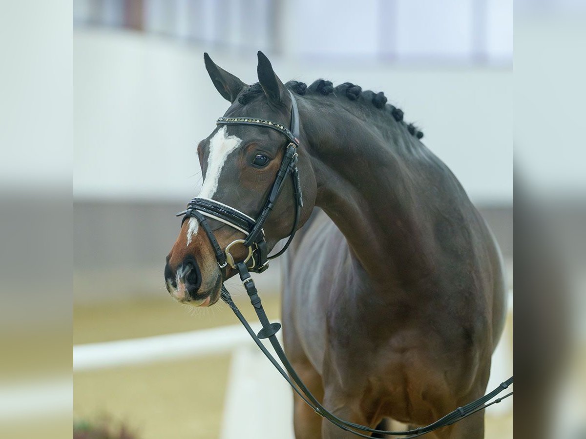 Poney de selle allemand Jument 5 Ans Bai in Münster-Handorf