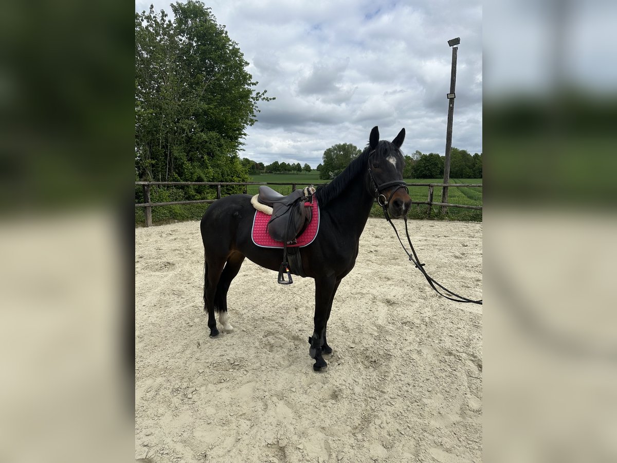 Poney de selle allemand Jument 6 Ans 141 cm Bai brun in Rödinghausen