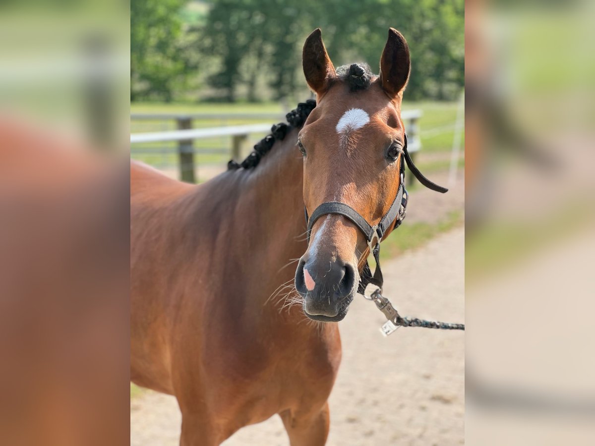 Poney de selle allemand Jument 6 Ans 145 cm Bai in EggermühlenEggermühlen