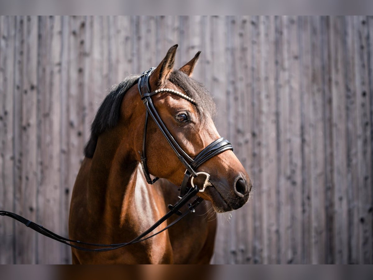 Poney de selle allemand Jument 6 Ans 146 cm Bai brun in Nordkirchen