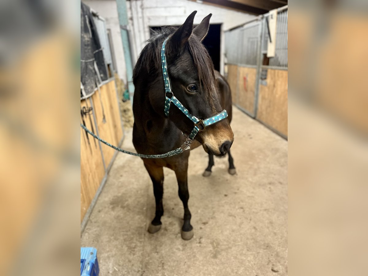 Poney de selle allemand Jument 7 Ans 147 cm Bai brun foncé in Kühlenhagen