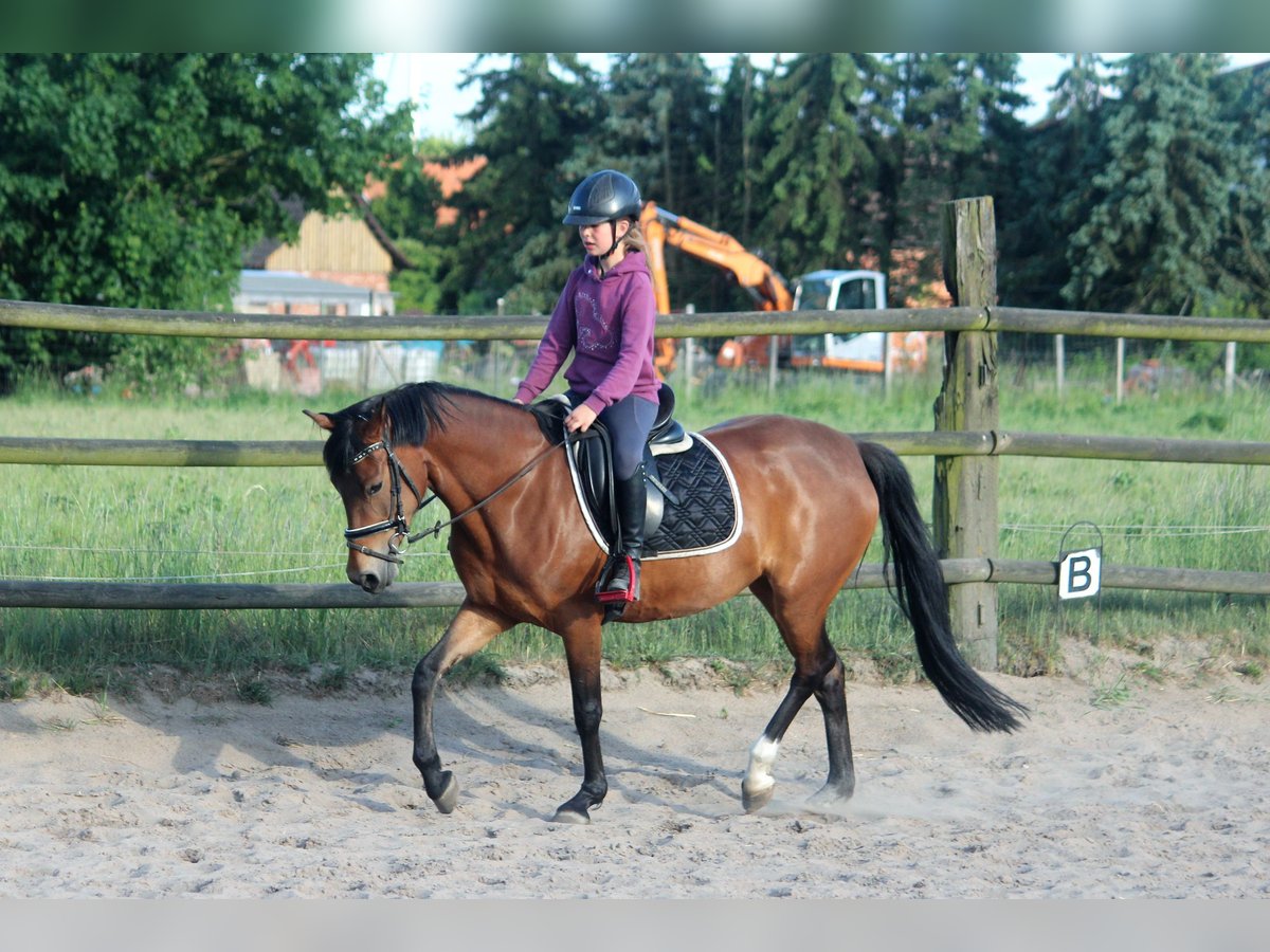 Poney de selle allemand Jument 7 Ans 148 cm Isabelle in Langlingen