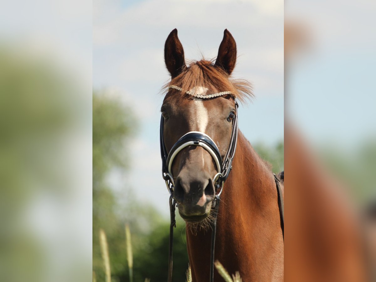 Poney de selle allemand Jument 7 Ans 153 cm Alezan brûlé in Bad Oeynhausen