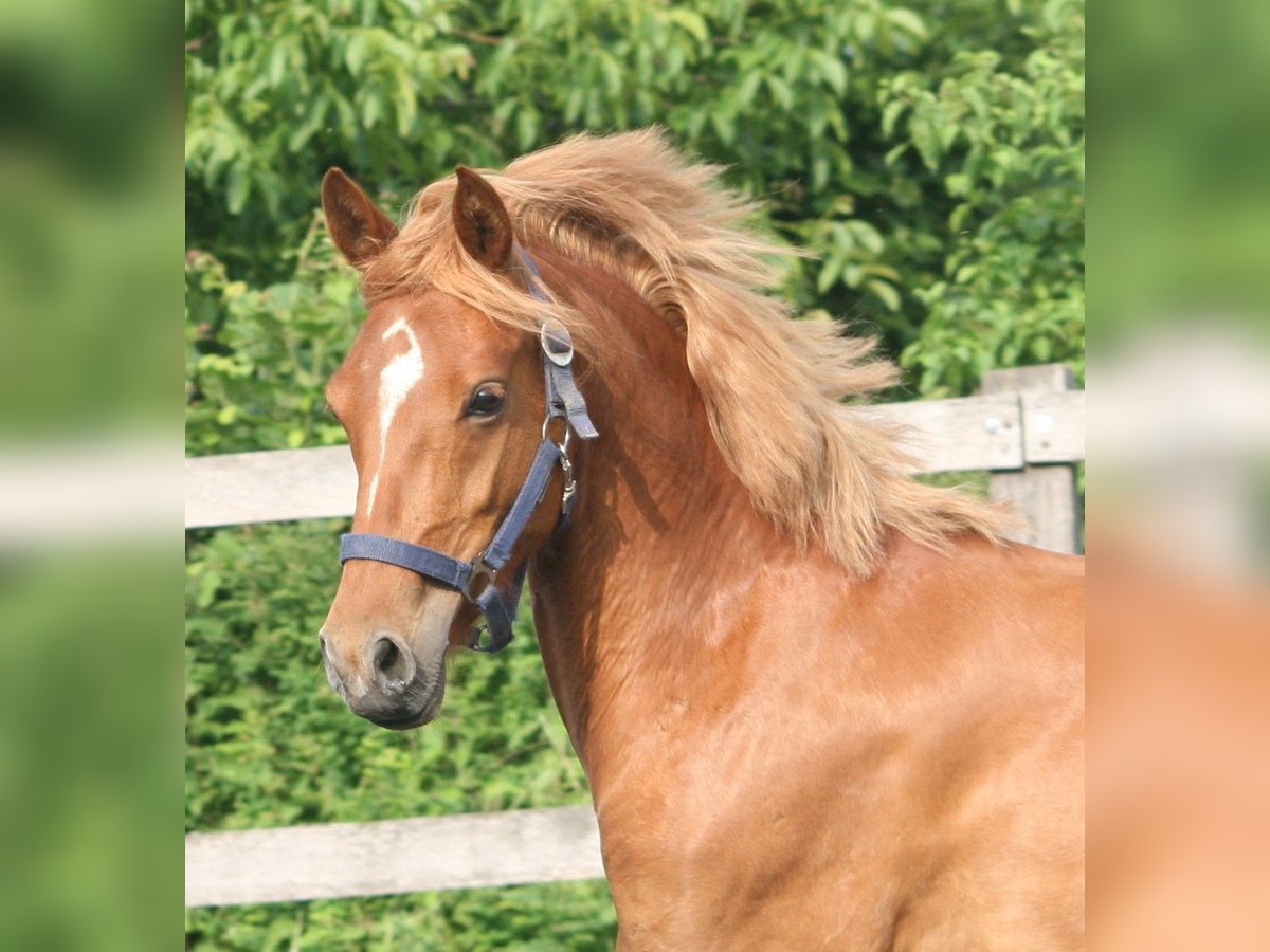 Poney de selle allemand Jument 8 Ans 140 cm Alezan in Herzebrock-Clarholz