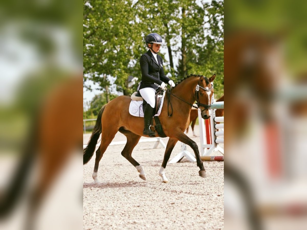 Poney de selle allemand Jument 8 Ans 144 cm Isabelle in Ilmenau