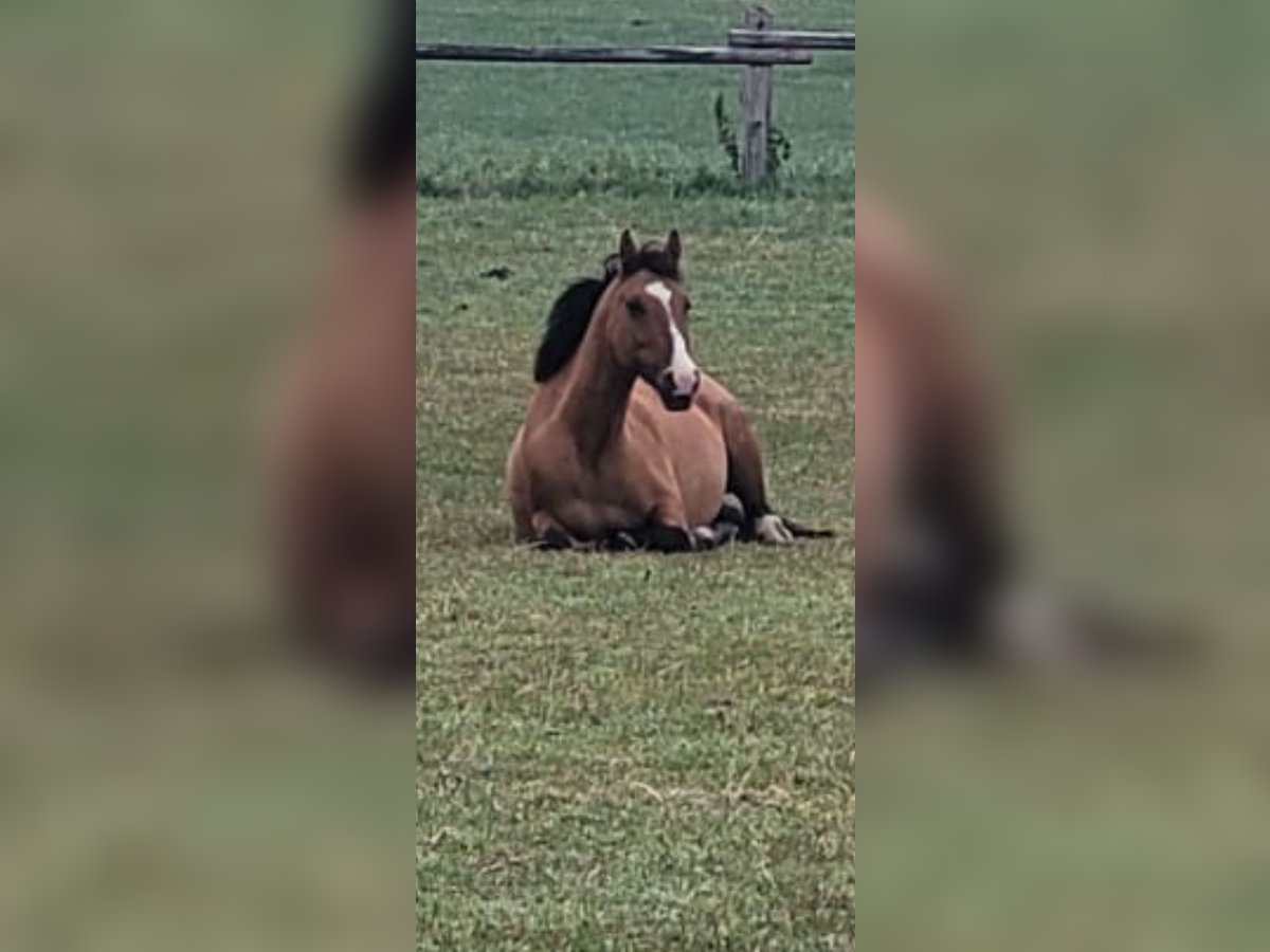 Poney de selle allemand Jument 8 Ans 144 cm Isabelle in Billerbeck Poney de selle allemand Jument 8 Ans 144 cm Isabelle in Billerbeck