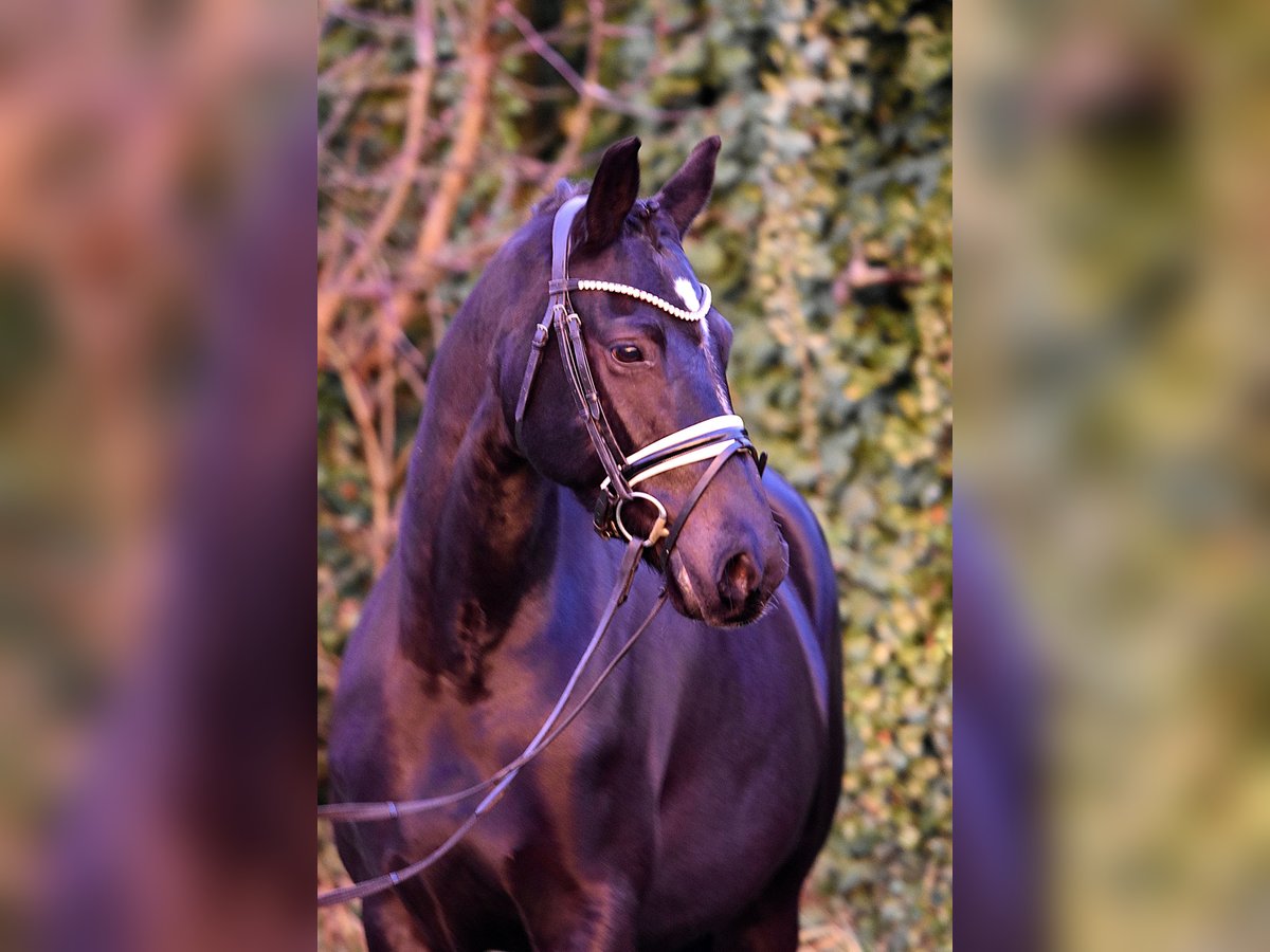 Poney de selle allemand Jument 8 Ans 150 cm Noir in Klötze