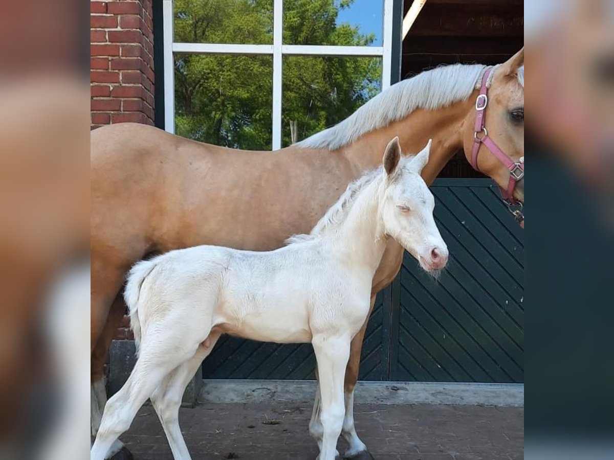 Poney de selle allemand Jument 9 Ans 143 cm Palomino in Eydelstedt