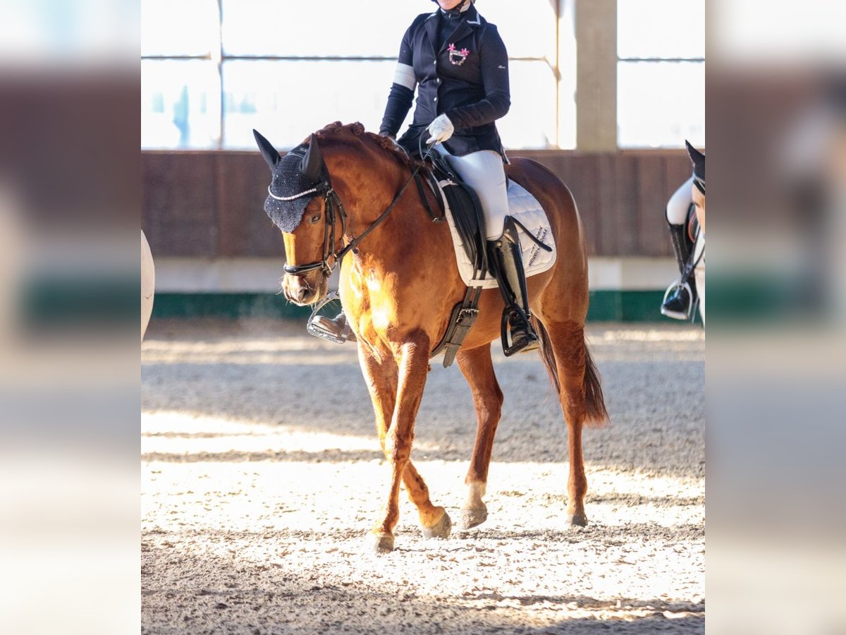 Poney de selle allemand Jument 9 Ans 144 cm Alezan brûlé in Petershagen