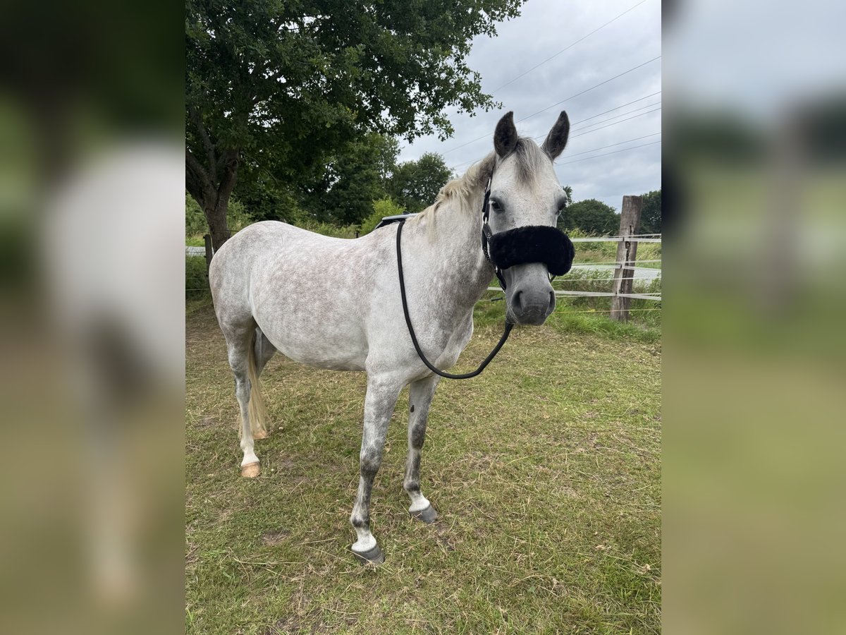 Poney de selle allemand Jument 9 Ans 144 cm Gris in Ritterhude
