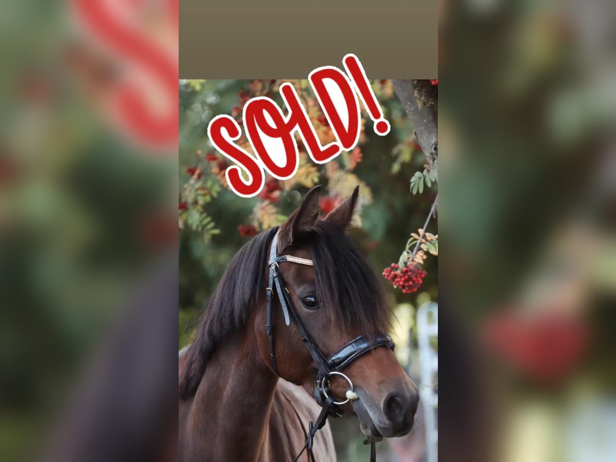 Poney de selle allemand Jument 9 Ans 147 cm Bai brun in Limburg an der Lahn