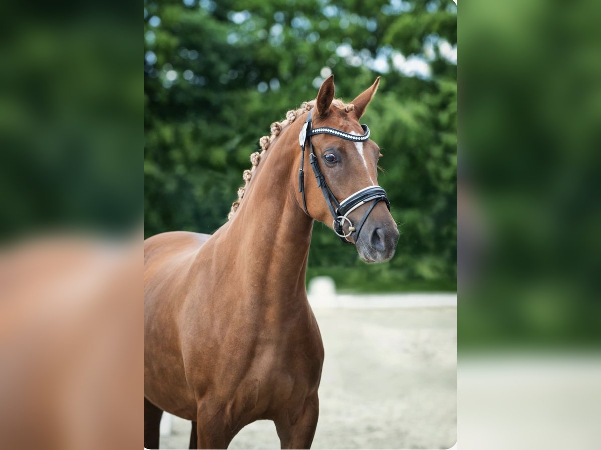 Poney de selle allemand Jument 9 Ans 148 cm Alezan in Ihlow
