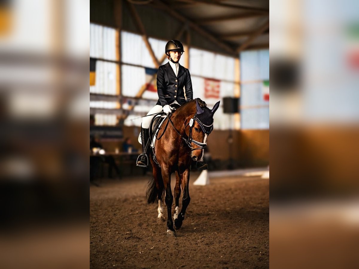 Poney de selle allemand Jument 9 Ans 148 cm Bai in Schönwalde -Glien