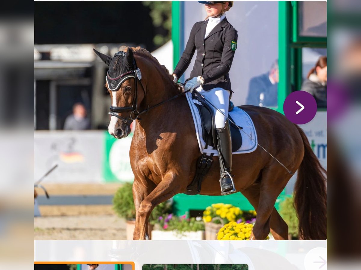 Poney de selle allemand Jument 9 Ans 149 cm Alezan in Schermbeck