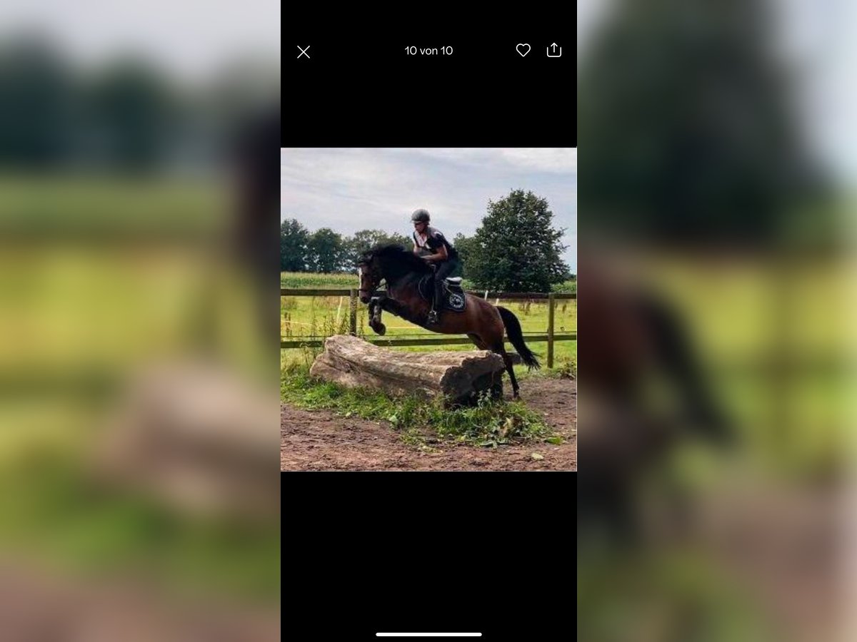 Poney de selle allemand Jument 9 Ans 150 cm Bai in Schwanewede