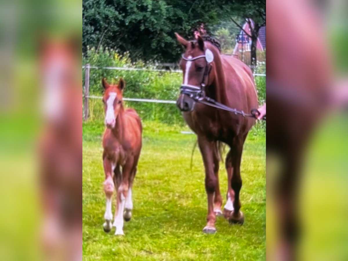 Poney de selle allemand Jument 9 Ans 155 cm Alezan brûlé in Blomberg