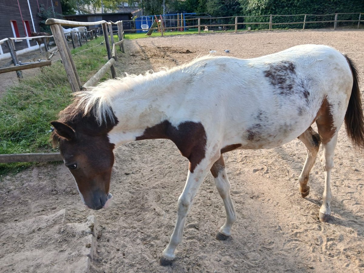 Poney de selle allemand Jument Poulain (01/2024) 110 cm Pinto in Bad Wildungen