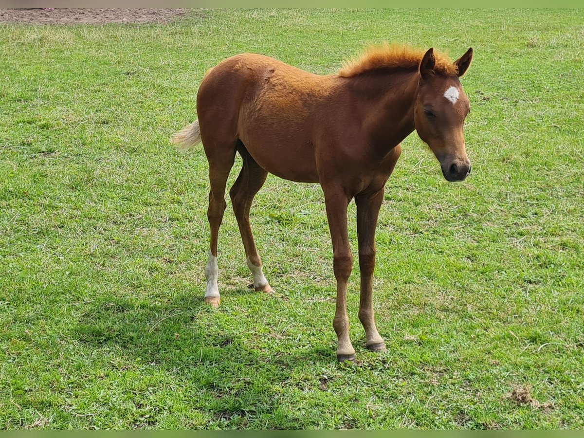 Poney de selle allemand Jument Poulain (03/2025) 145 cm Alezan brûlé in Emstek/Halen