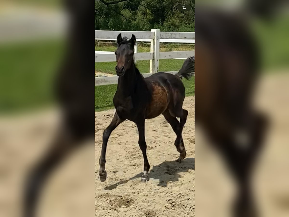 Poney de selle allemand Jument Poulain (04/2024) 145 cm Bai brun foncé in StarzachStarzach