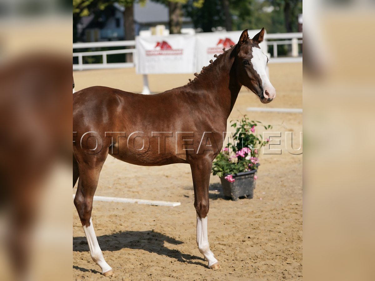 Poney de selle allemand Jument Poulain (02/2025) 147 cm Alezan brûlé in Gresten