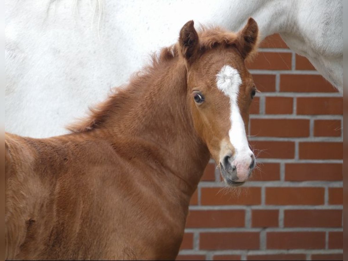 Poney de selle allemand Jument  148 cm Alezan in Burgwedel