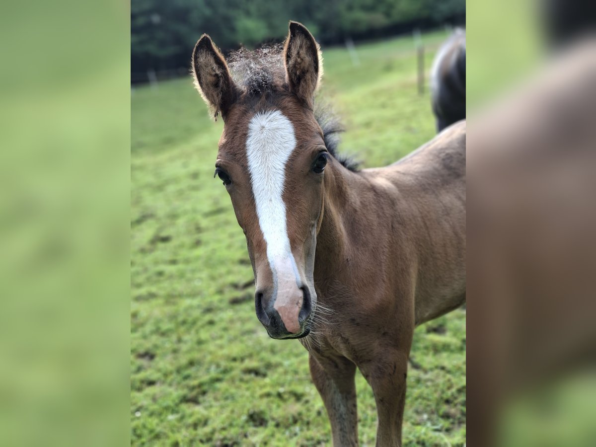Poney de selle allemand Jument Poulain (05/2025) 148 cm Alezan dun in Hagen