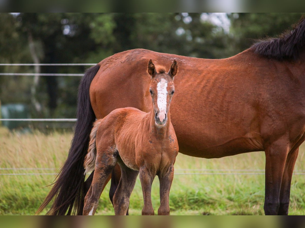 Poney de selle allemand Jument Poulain (01/2025) 148 cm Bai in Bremerv&#xF6;rde