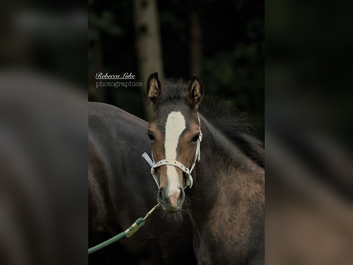Poney de selle allemand Jument Poulain (05/2025) 148 cm in Hagen