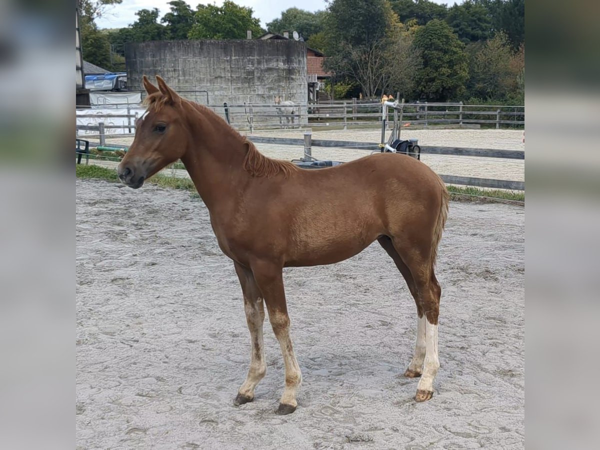 Poney de selle allemand Jument Poulain (05/2025) Alezan in Bad K&#xF6;nig