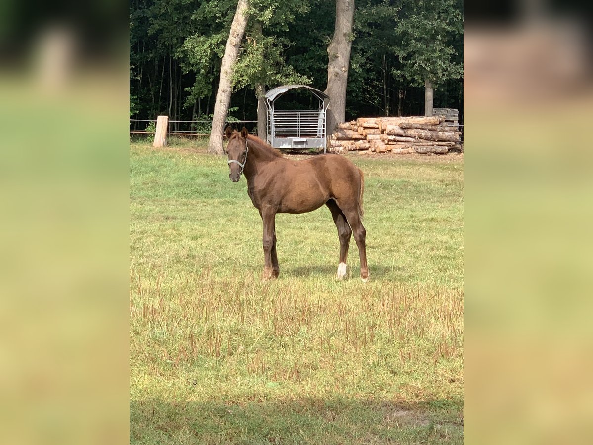 Poney de selle allemand Jument Poulain (05/2025) Alezan in D&#xF6;rpen