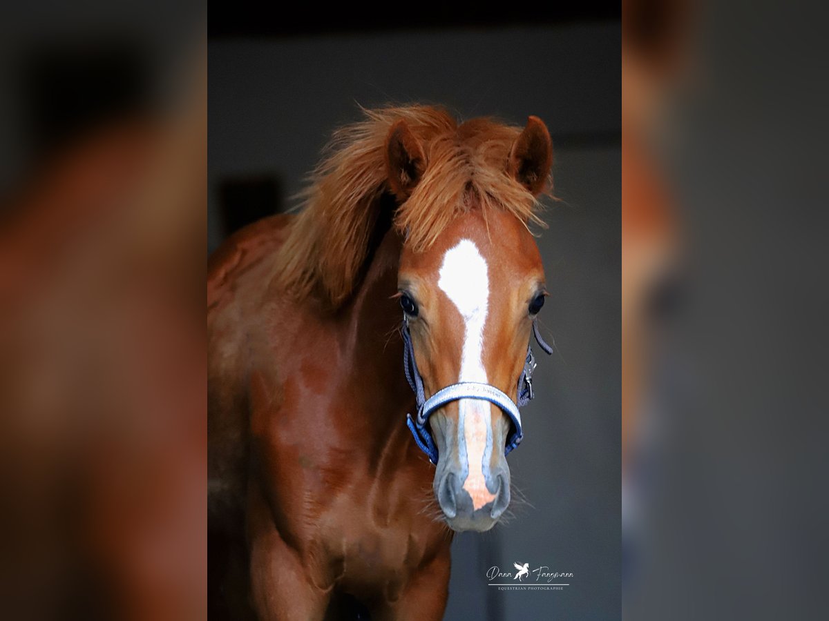 Poney de selle allemand Jument Poulain (02/2024) Alezan in Neuenkirchen-Vörden