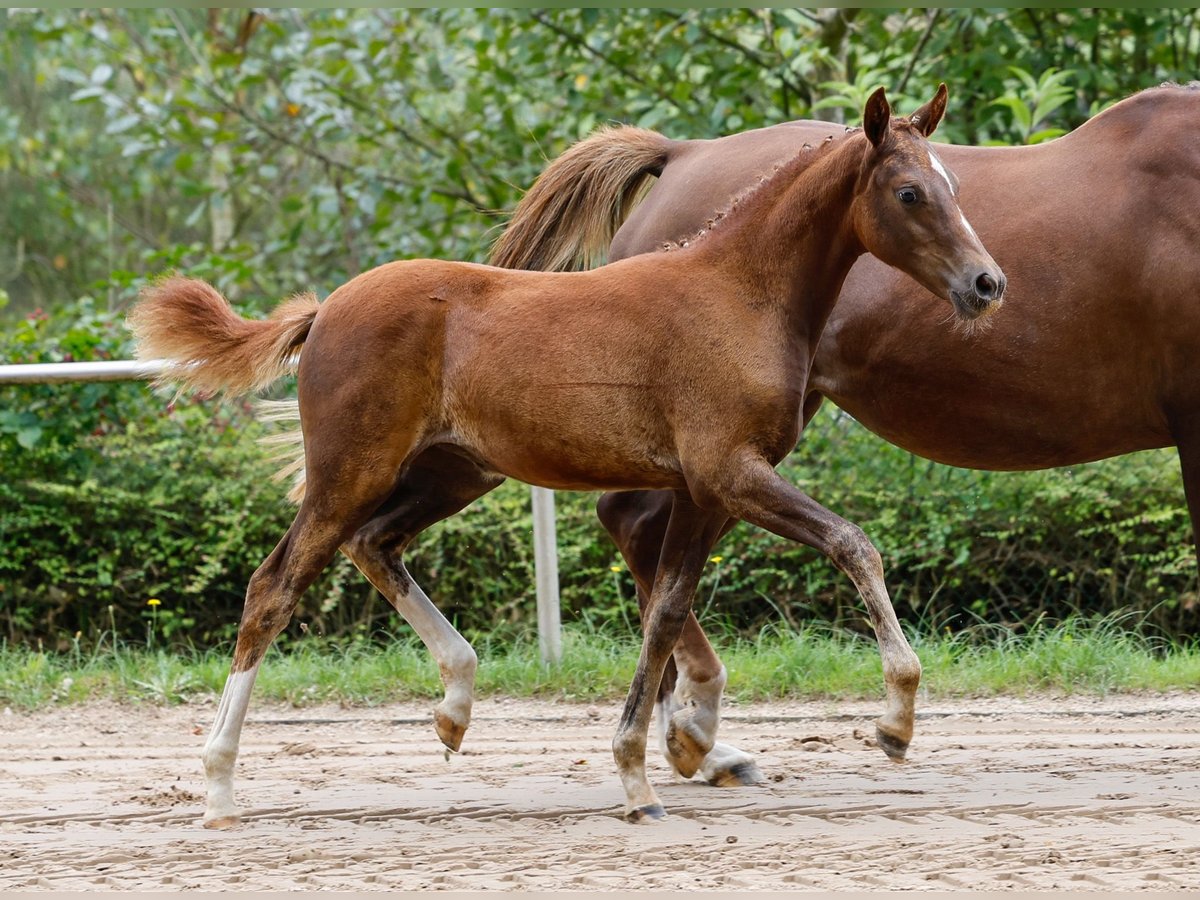 Poney de selle allemand Jument Poulain (05/2024) Alezan in Varel