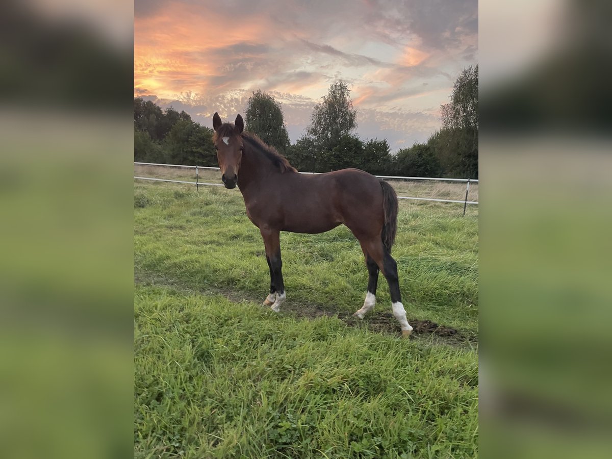 Poney de selle allemand Jument Poulain (04/2024) Bai in Bienenbüttel