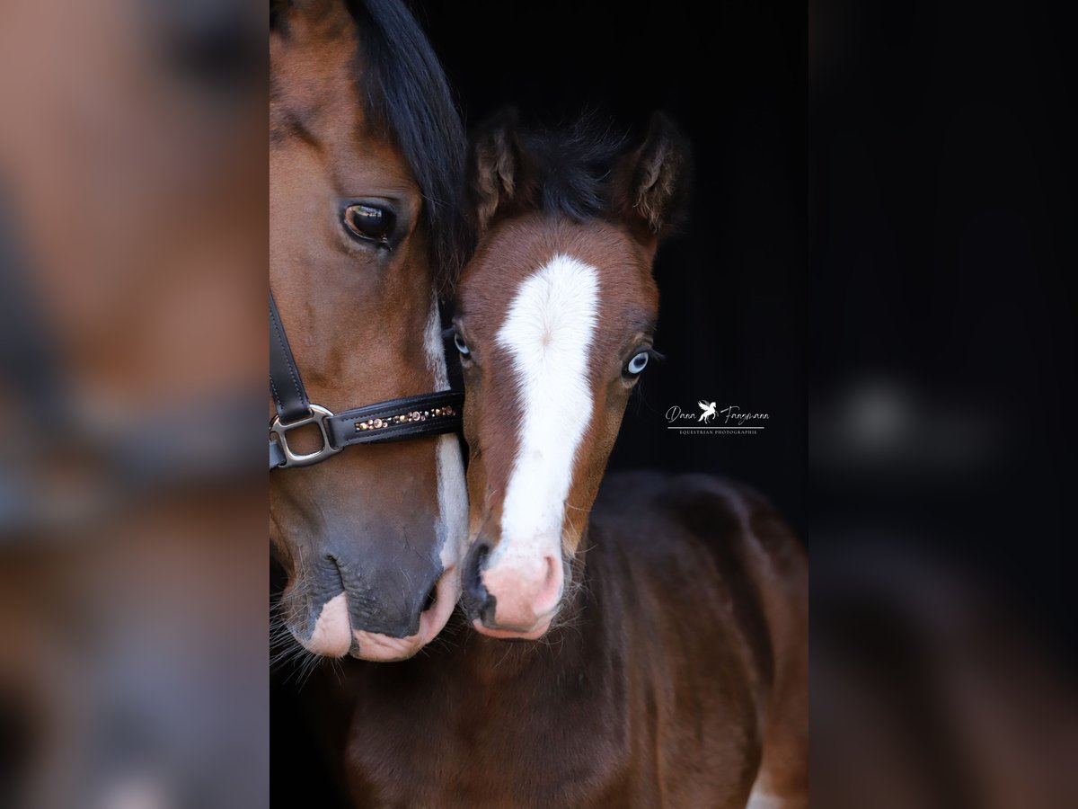 Poney de selle allemand Jument  Bai in Neuenkirchen-V&#xF6;rden