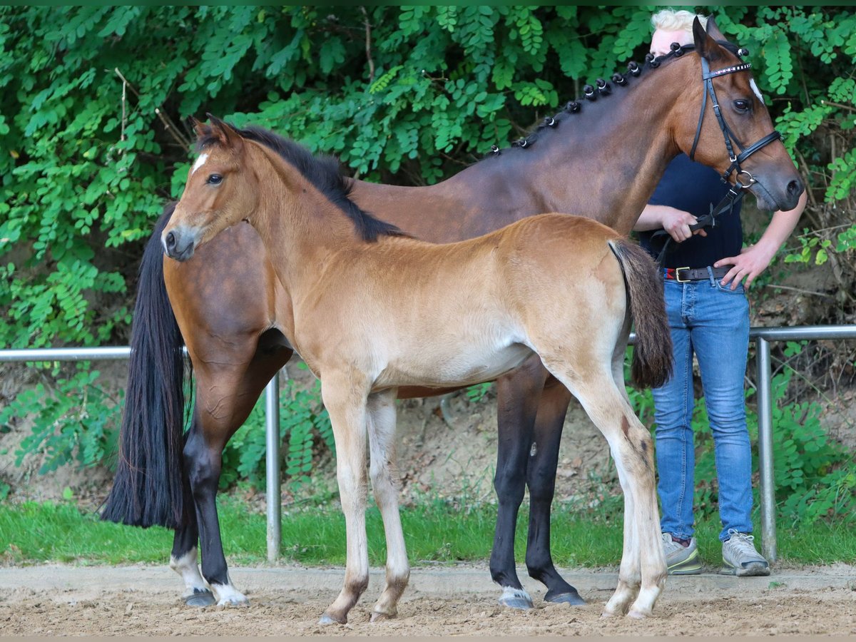 Poney de selle allemand Jument Poulain (04/2024) Bai in Ritterhude