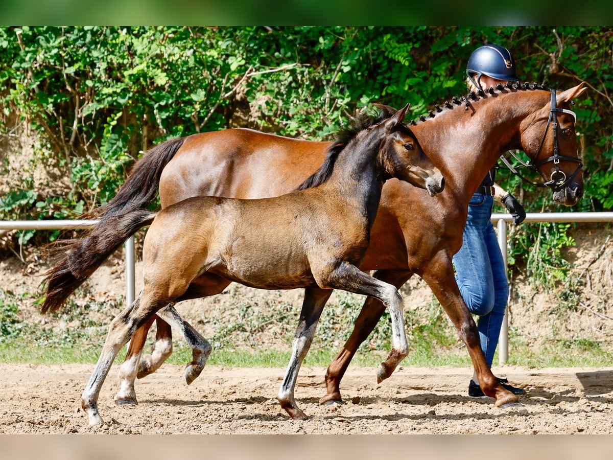 Poney de selle allemand Jument Poulain (05/2025) Bai in Varel