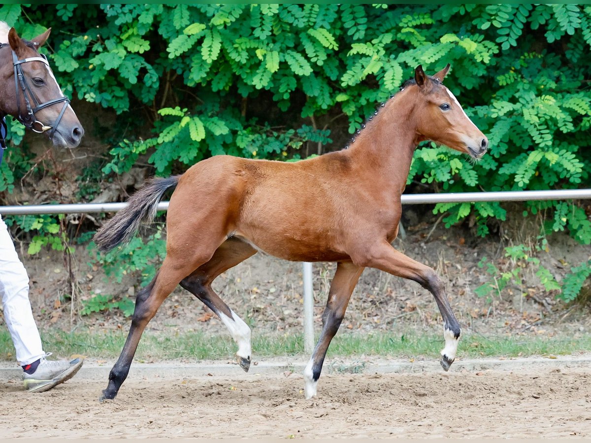 Poney de selle allemand Jument Poulain (05/2024) Bai in Varel