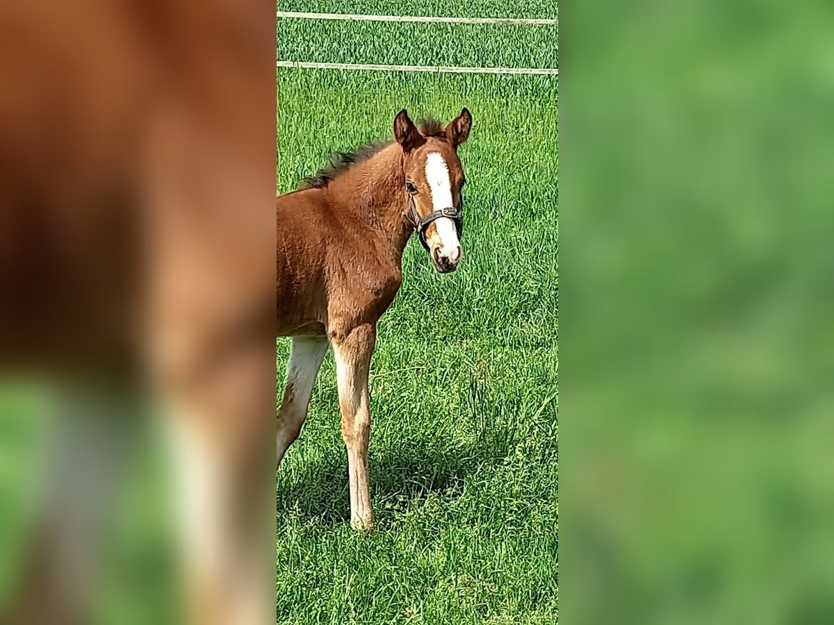 Poney de selle allemand Jument  Bai in Vreden