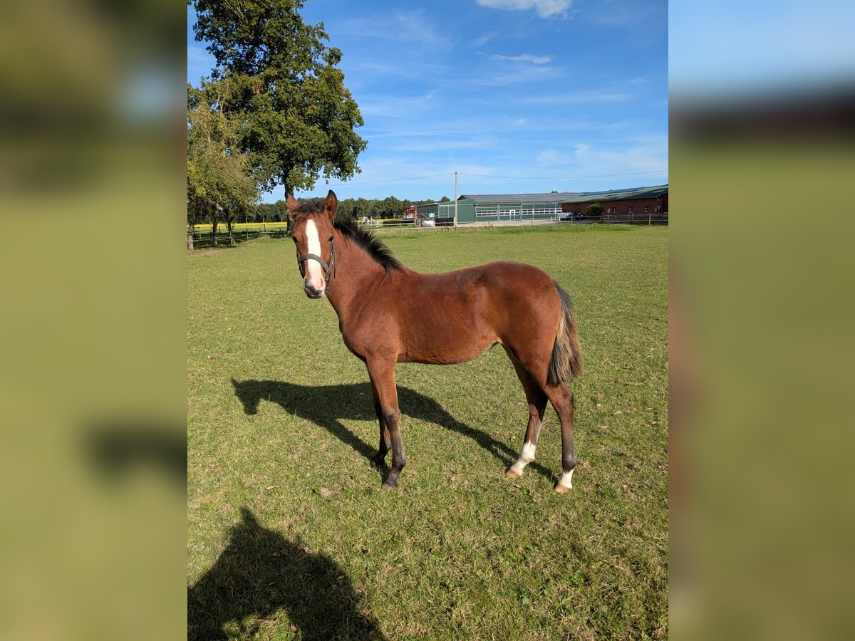 Poney de selle allemand Jument Poulain (03/2025) Bai in Vreden