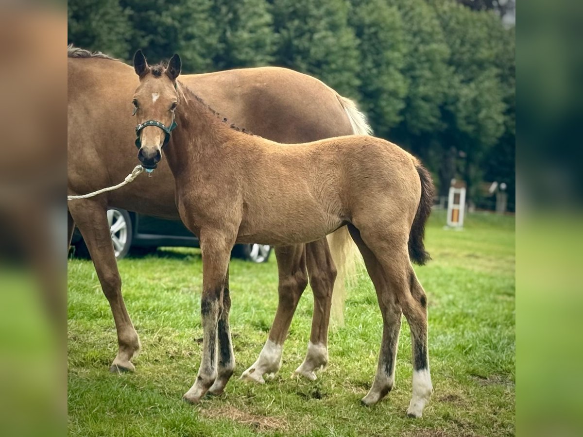 Poney de selle allemand Jument Poulain (04/2025) Buckskin in Wittmund