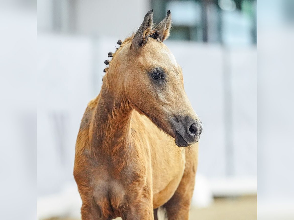 Poney de selle allemand Jument Poulain (04/2024) Buckskin in Münster-Handorf