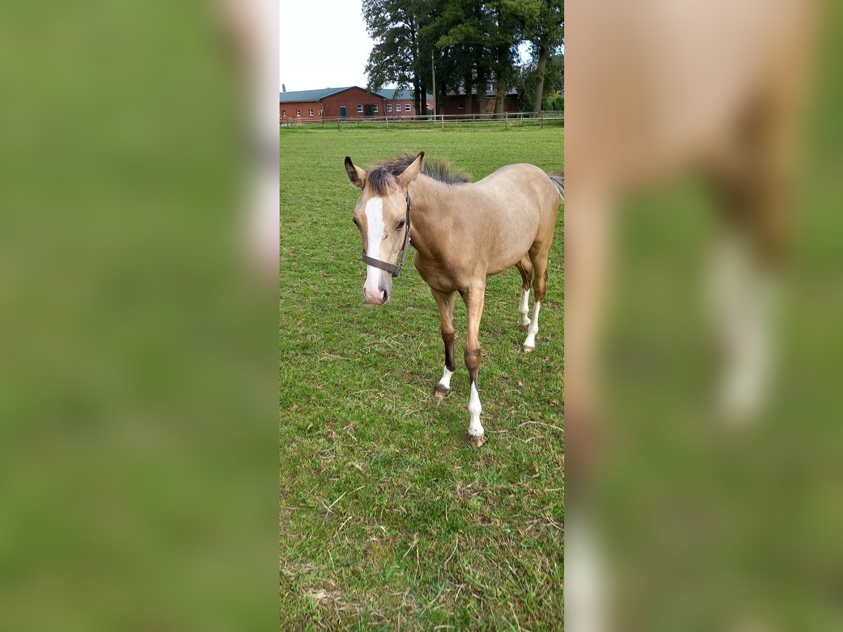 Poney de selle allemand Jument Poulain (02/2024) Buckskin in Vreden