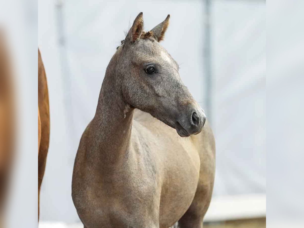 Poney de selle allemand Jument Poulain (03/2024) Gris in Münster-Handorf