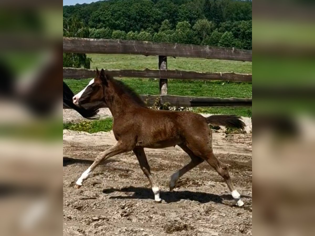Poney de selle allemand Jument  Noir in Ritterhude