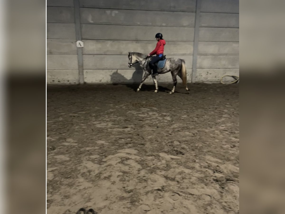 Poney de selle belge Étalon 3 Ans 142 cm Gris in Agimont